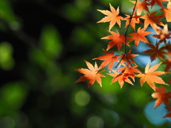 キラキラもみじ