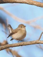 ニシオジロビタキちゃん