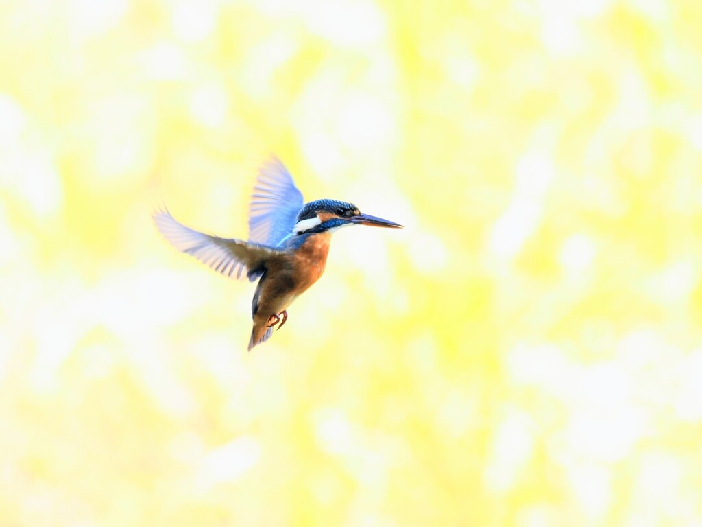 金色の野ホバリング