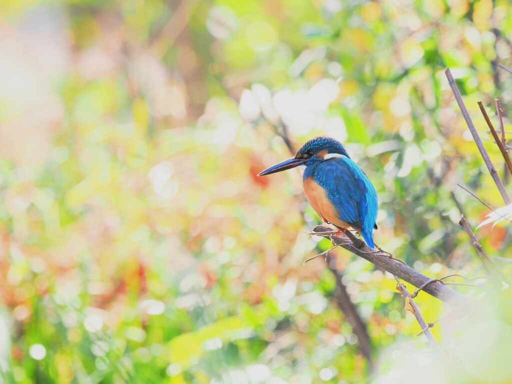 キャンディーゲット！