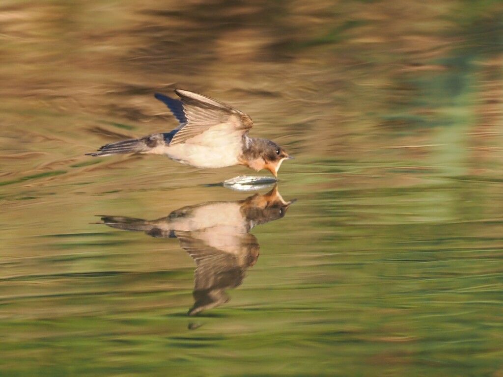 ツバメ修行5