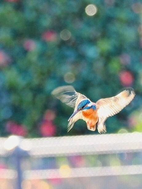 カワセミ？