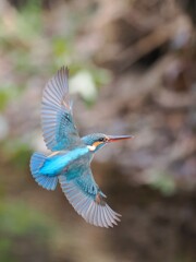 カワセミ