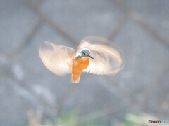 ホバの呼吸、壱の型「美翼」