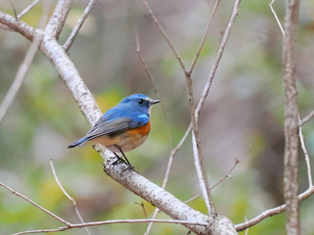 初めてのルリびたき。