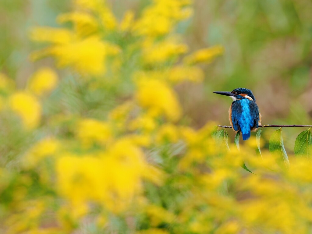 秋のカワセミ