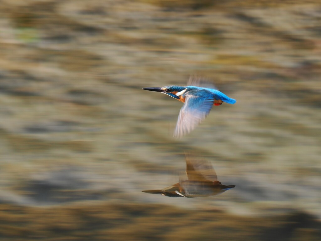 流し撮りのつもりが…。