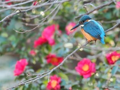 花にも負けず。