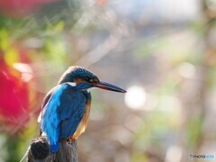今夜は満月お団子どうぞ。