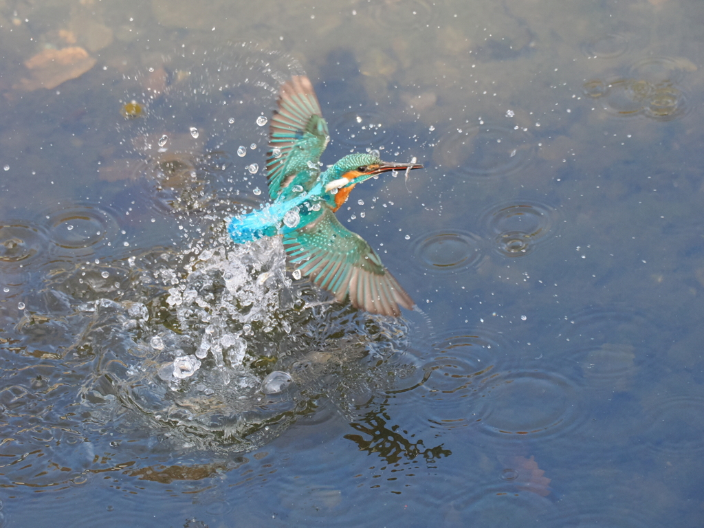 えっ？魚が小さいって？