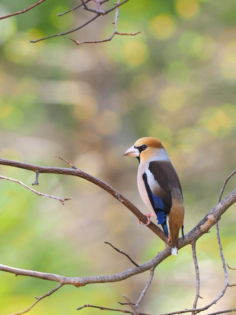 シメ、シメ、いい所に居てくれた！