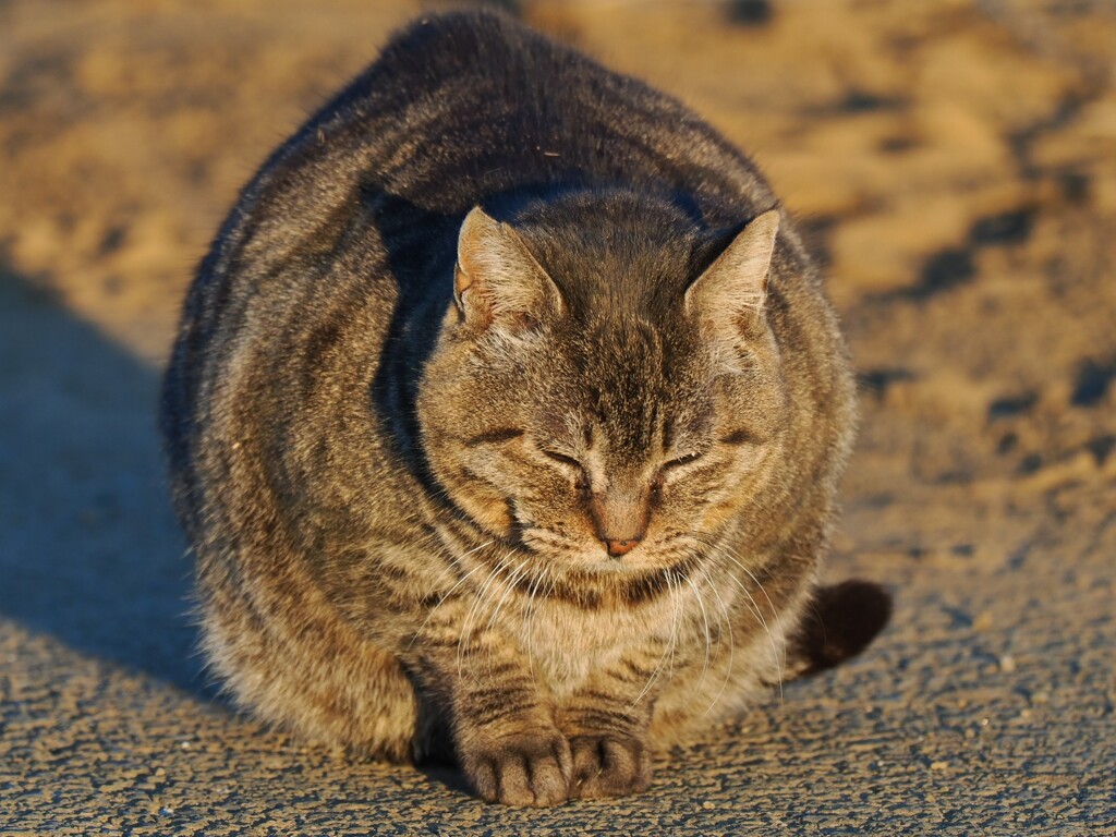 ご飯くだ～さい。