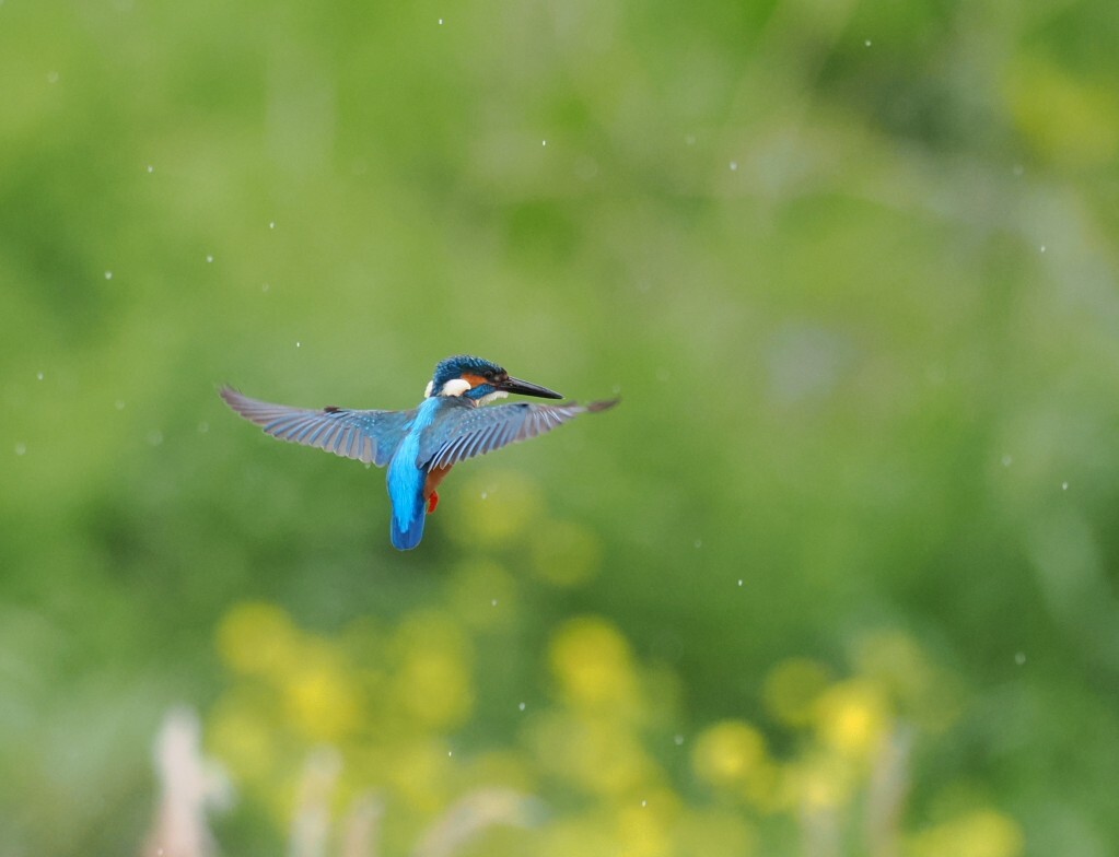 菜の花バックにホバリング