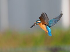カワセミさんのホバリング