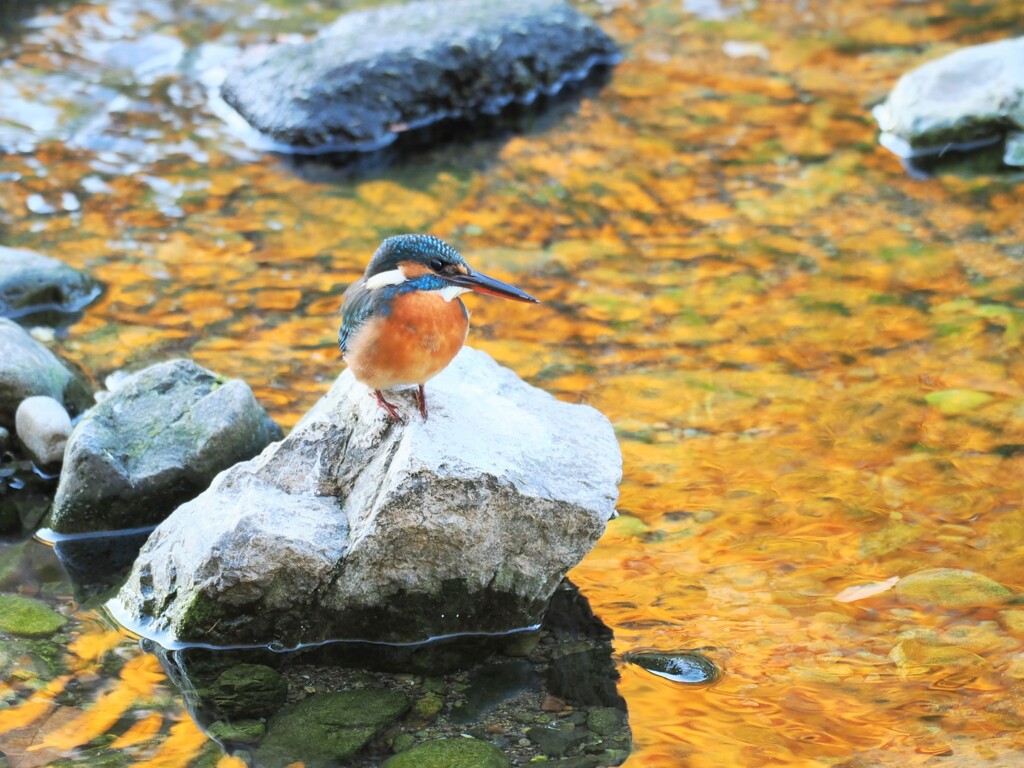 飛びこんでも大丈夫かな～？