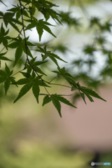 青楓