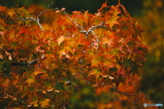 一足先の紅葉
