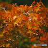 一足先の紅葉