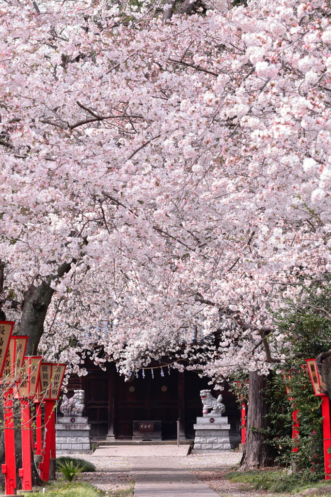 秘密の神社