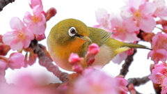 メジロ