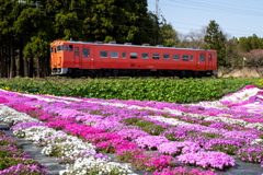 村上さんの芝桜園