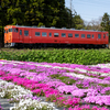 村上さんの芝桜園