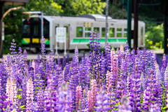 山間の駅に咲くルピナス