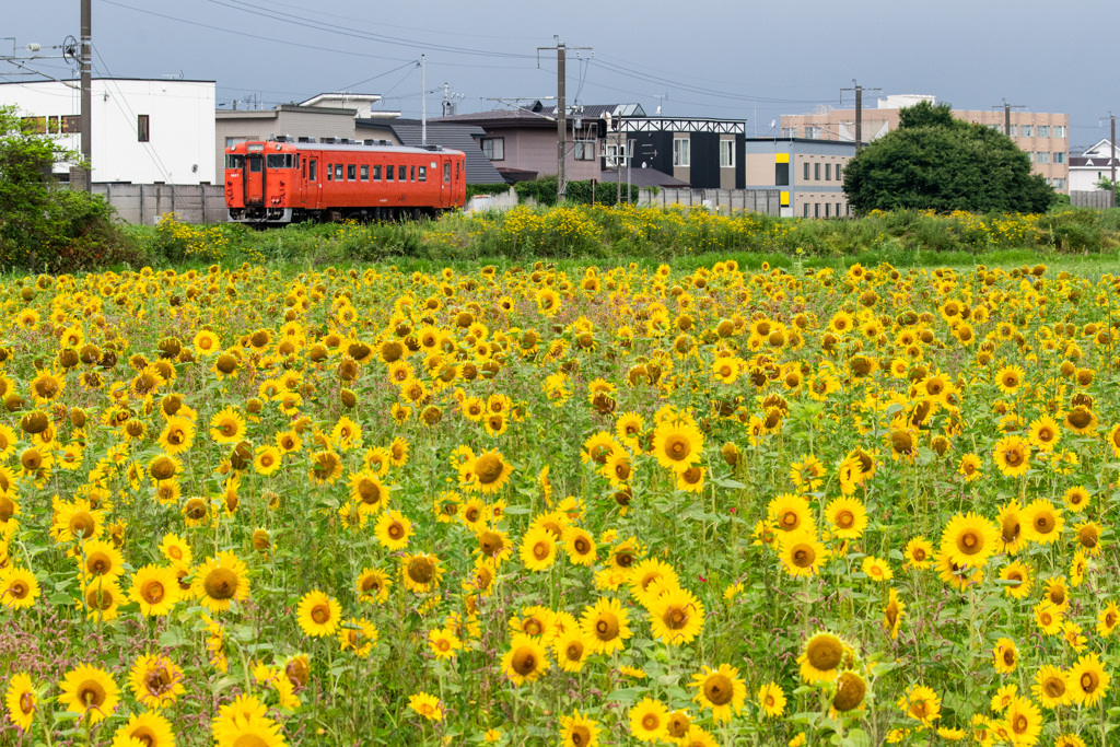 道南いさりび鉄道　夏の沿線風景