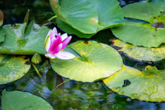 八郎沼公園のスイレン