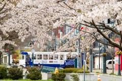 函館に桜シーズン到来