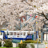 函館に桜シーズン到来