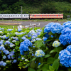 サラキ岬の紫陽花