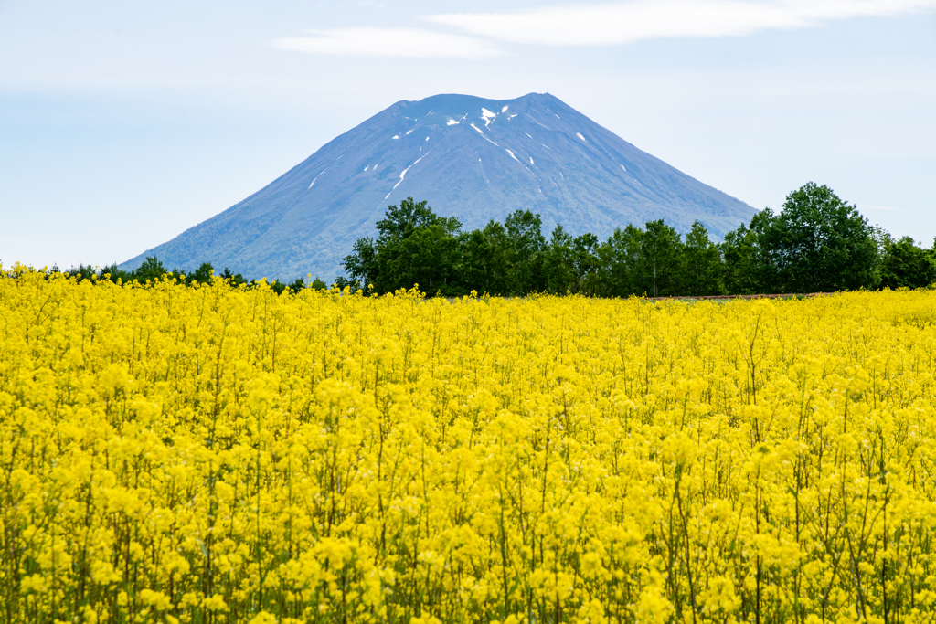 菜の花と羊蹄山