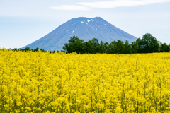 菜の花と羊蹄山