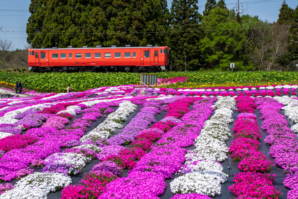 芝桜と道南いさりび鉄道