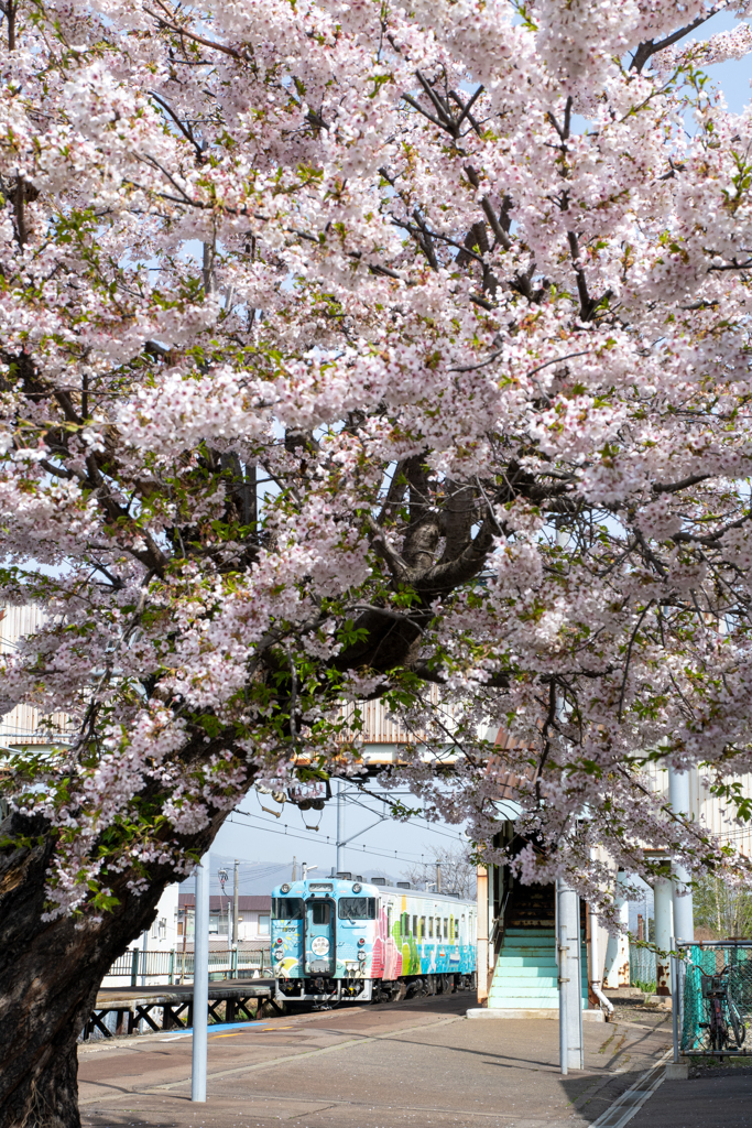 大中山駅の桜