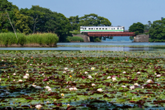 夏の大沼公園