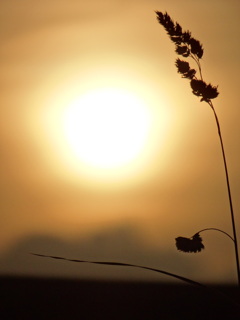 夕日