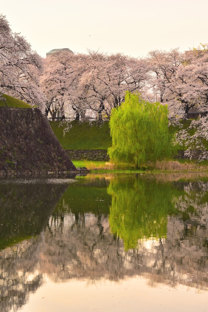 柳と桜の木々