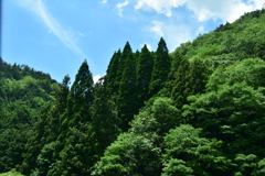 青と緑の空と森