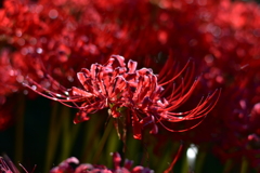 秋の訪れを告げる花