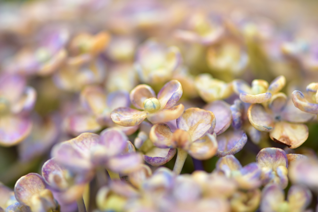 紫陽花
