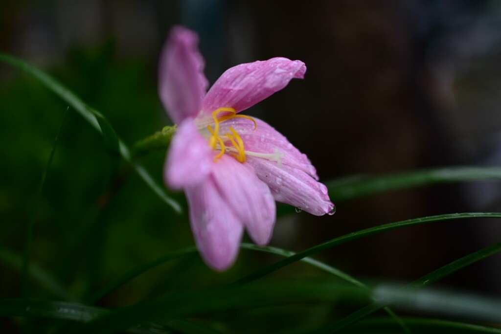 雨ざらしの花
