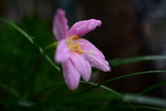 雨ざらしの花