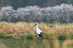 瑞鳥 