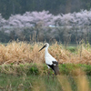 瑞鳥 