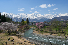 春満開