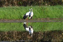 瑞鳥  …  仲の良い兄妹