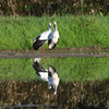 瑞鳥  …  仲の良い兄妹