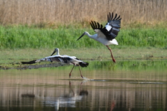 瑞鳥 … 飛翔